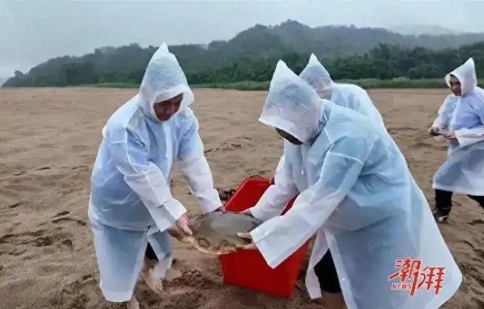 罕见！广东潮州渔民捕到“通天河神兽”.jpg